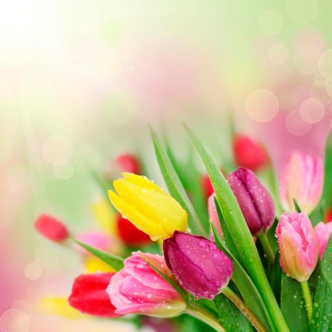 Фотообои Тюльпаны разных цветов