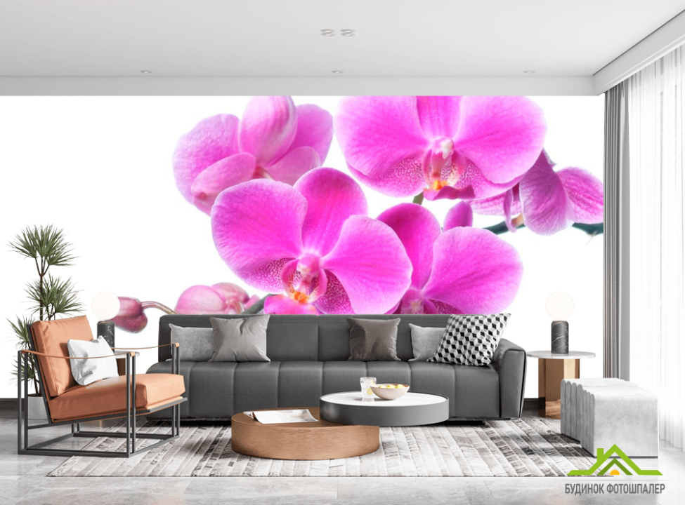 выбрать Фотошпалери Бузкова орхідея Каталог фотошпалер на стіну