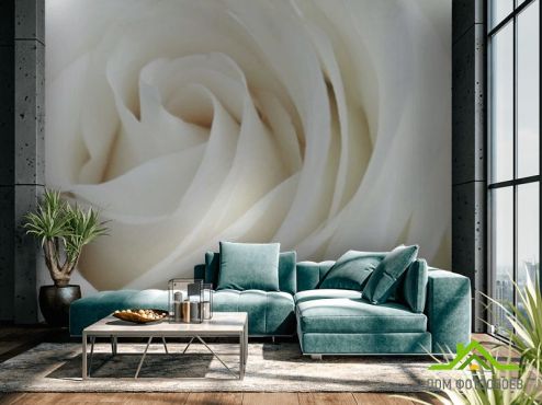 выбрать Фотообои Белая роза Фотообои Цветы на стену