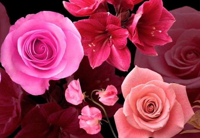 Фотообои 3D розы