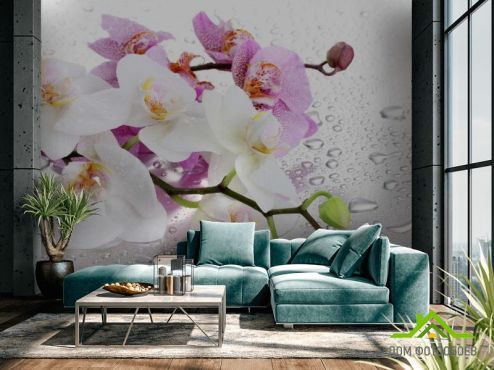 выбрать Фотообои орхидеи на фоне с каплями Фотообои Орхидеи на стену
