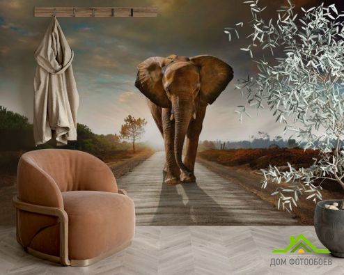 выбрать Фотообои Слон на дороге Фотообои Слоны на стену