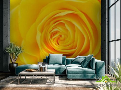 выбрать Фотошпалери Жовта троянда крупним планом  на стіну