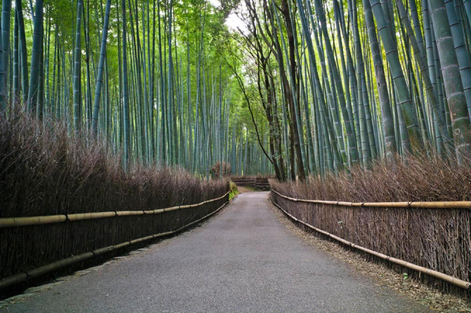 Фотообои В бамбуковую сказку