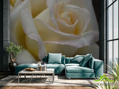выбрать Фотообои белая роза с каплями Фотообои Цветы на стену