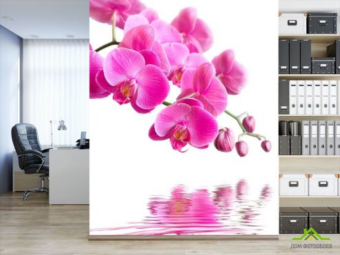 выбрать Фотообои Орхидеи малиновые Фотообои Фотообои Цветы: фото, розовый  на стену