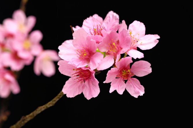 Фотошпалери Рожеві квіти персикові