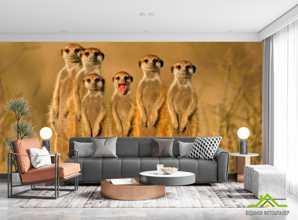 выбрать Фотообои Сурикаты Каталог фотообоев на стену