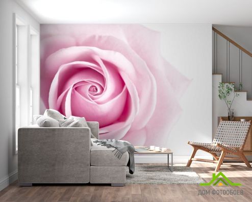 выбрать Фотошпалери Рожевий бутон троянди Фотошпалери Фотошпалери Квіти -  на стіну