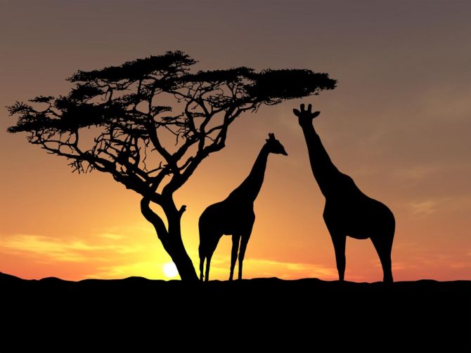 Фотошпалери жирафи