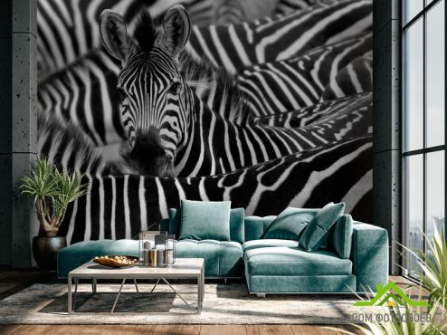 выбрать Фотообои Любопытная зебра Фотообои Фотообои Животные: горизонталная, горизонтальная, черный ориентация на стену