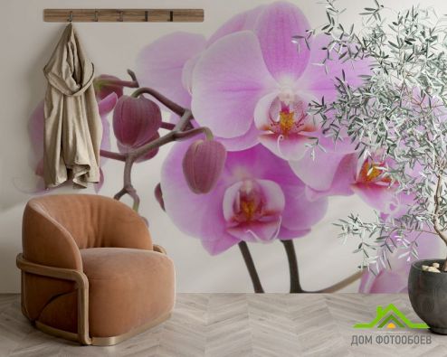 выбрать Фотообои сиреневая орхидея Фотообои, цвет: «горизонталная, горизонтальная» на стену