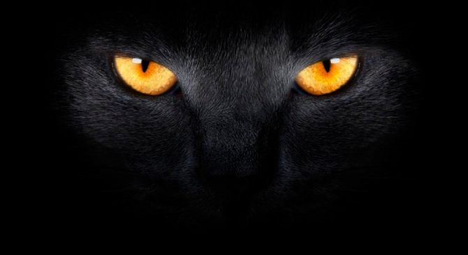 Фотошпалери Фотошпалери Чорна кішка