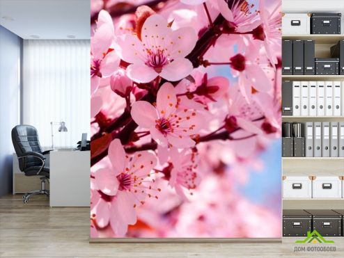 выбрать Фотообои Цветущее розовым дерево Фотообои Фотообои Цветы: фото  на стену