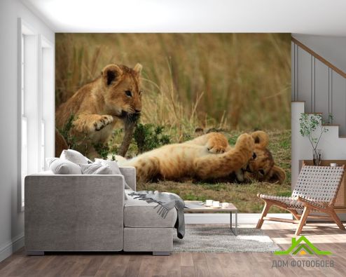 выбрать Фотообои Игры львят Фотообои Животные на стену