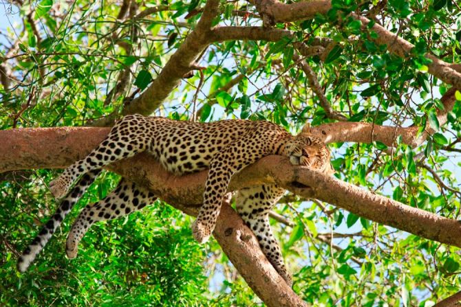 Фотообои Спящий гепард