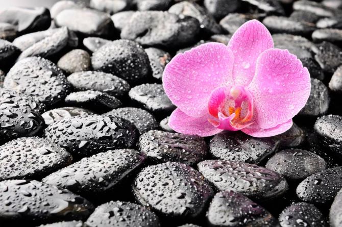 Фотообои Орхидея, роса, камни