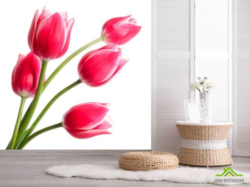 выбрать Фотообои Тюльпаны розовые Фотообои Цветы на стену