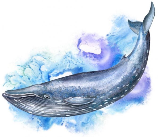 Фотообои Акварельный кит