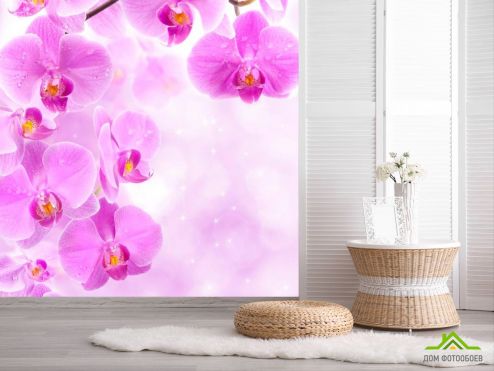выбрать Фотообои Лиловая орхидея Фотообои Фотообои Цветы: квадратная на стену
