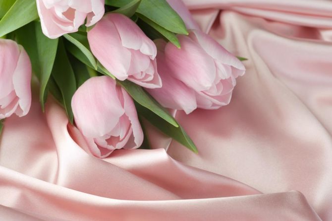 Фотошпалери рожеві тюльпани на рожевої тканини