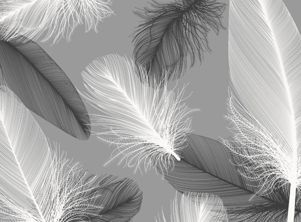 выбрать Фотошпалери сірі пір'я Каталог фотошпалер на стіну