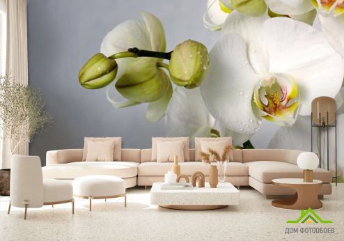 выбрать Фотообои крупная белая орхидея с каплями Фотообои, цвет: «горизонталная, горизонтальная» на стену