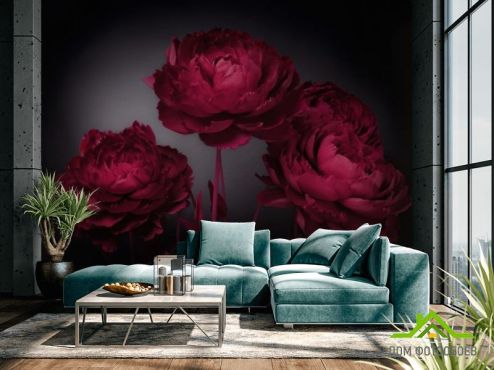 выбрать Фотообои Бордовый тюльпан Фотообои Фотообои Цветы:  на стену