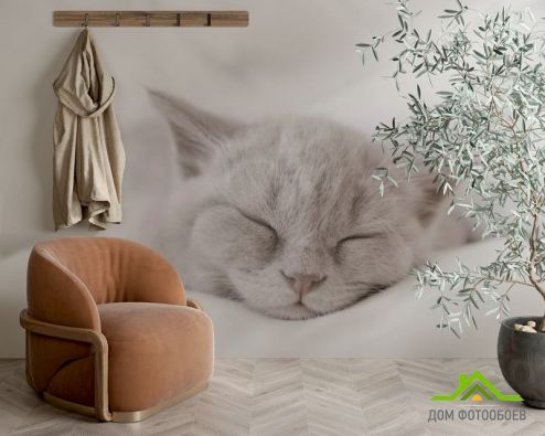 выбрать Фотообои серый котёнок спит Фотообои Животные на стену