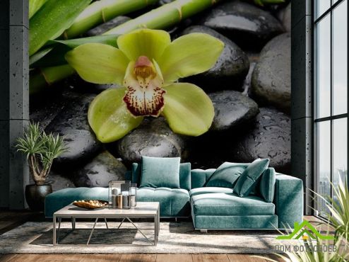 выбрать Фотообои Зеленая орхидея, камни Фотообои Фотообои Цветы: фото, черный  на стену