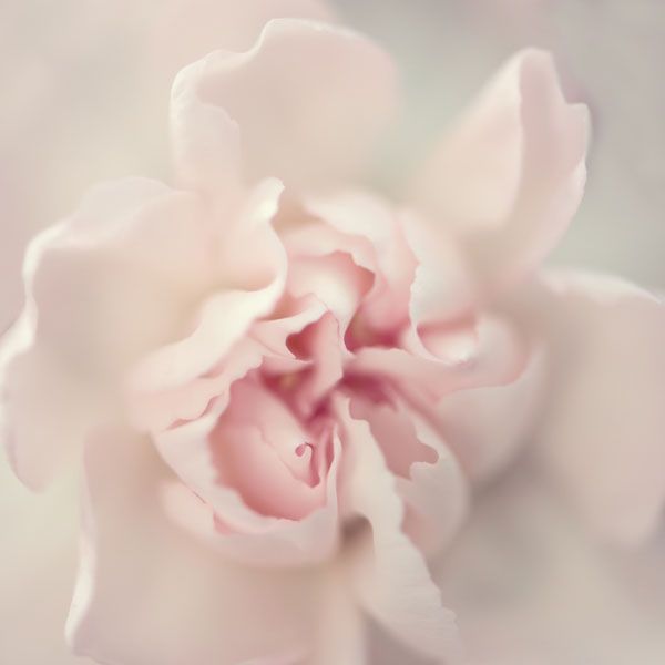 Фотообои Макро цветок