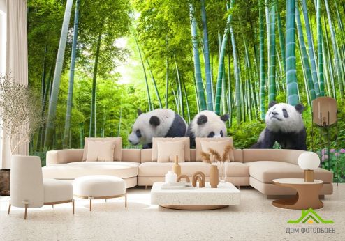 выбрать Фотообои Панды в бамбуке Фотообои Природа на стену