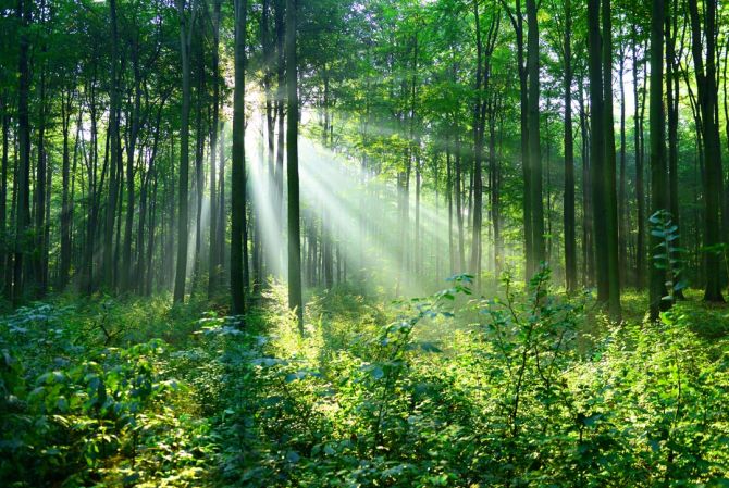 Фотообои зеленые деревья в лесу