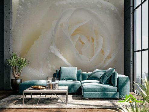 выбрать Фотообои Роза белая крупным планом Фотообои, цвет: «фото» на стену