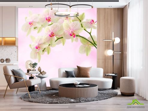 выбрать Фотообои Орхидеи точечные Фотообои Фотообои Цветы: фото, квадратная  на стену