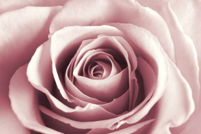 Фотообои бутон розовой розы