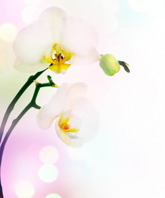 Фотошпалери Квітучий абрикос