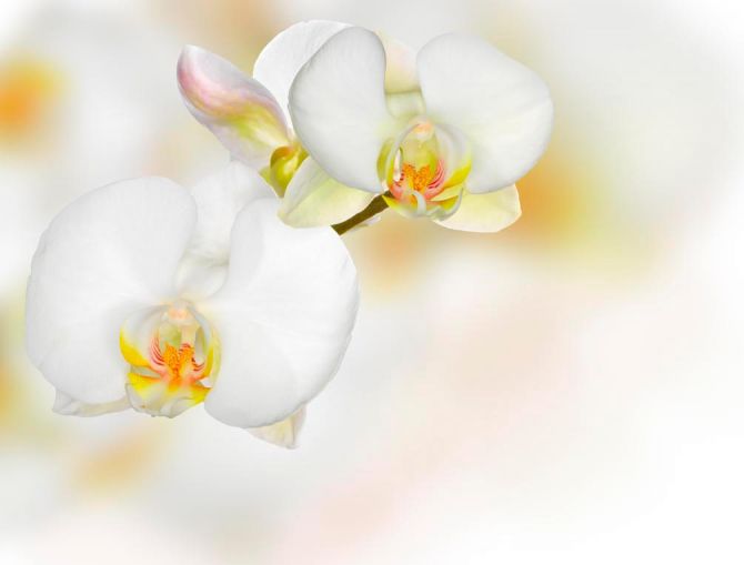 Фотошпалери Орхідеї білі з жовтим
