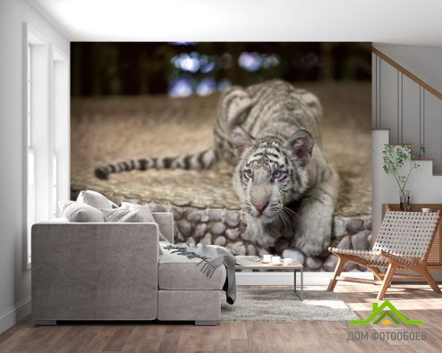 выбрать Фотошпалери Тигр, що причаївся Фотошпалери, колір: «Тигри» на стіну