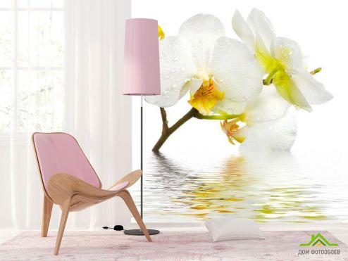 выбрать Фотошпалери Білосніжна орхідея у воді Фотошпалери Фотошпалери Орхідеї: фото  на стіну