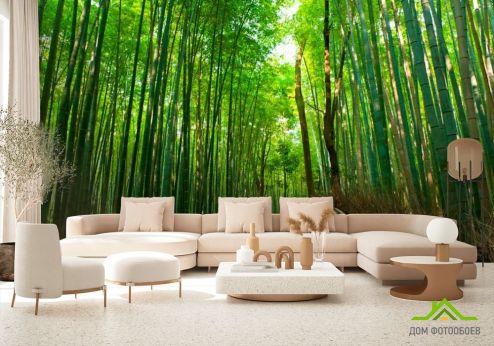 выбрать Фотообои Дорога, много бамбука Фотообои Фотообои лес: фото  на стену