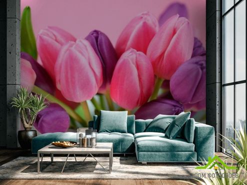 выбрать Фотообои Розовые и фиолетовые тюльпаны Фотообои Тюльпаны на стену