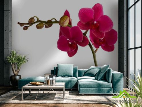 выбрать Фотообои Ветка бардовых орхидей  на стену