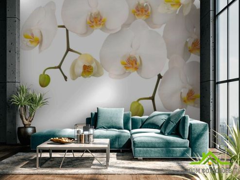 выбрать Фотошпалери Білі орхідеї і бутони  на стіну