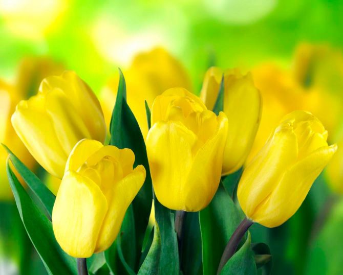 Фотошпалери Яскраво-жовті тюльпани