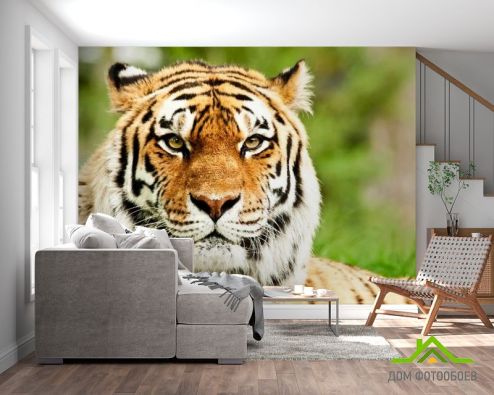 выбрать Фотообои Пристальный взгляд тигра Фотообои Фотообои Животные: горизонталная, горизонтальная, фото ориентация на стену