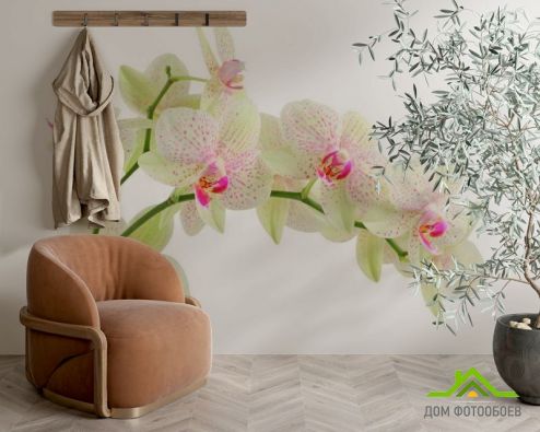 выбрать Фотообои Белые в крапинку орхидеи Фотообои Орхидеи на стену