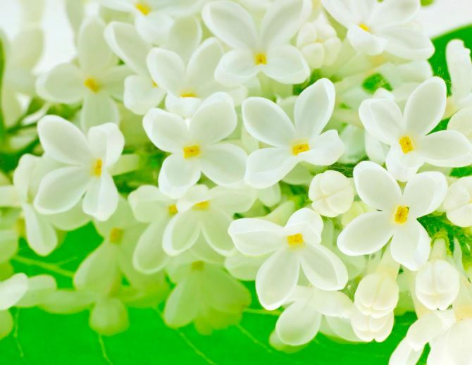 Фотошпалери Маленькі біленькі квіточки