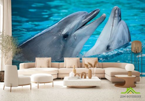 выбрать Фотообои Нежность дельфинов Фотообои Дельфины на стену