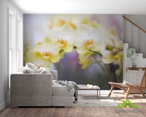 выбрать Фотообои желтые орхидеи Фотообои, цвет: «горизонталная, горизонтальная» на стену